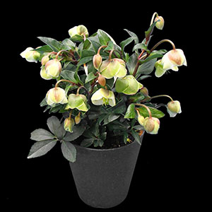 さらに咲き進むとボリュームたっぷりです。