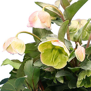 落ちついたグリーンを帯びたベル型の花で、可憐な印象です。