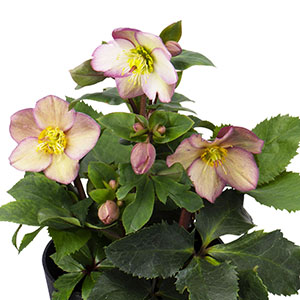 華やかな覆輪タイプです。