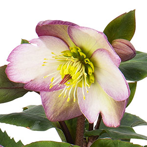 咲き始めは白と赤紫のコントラストがとってもきれいです。