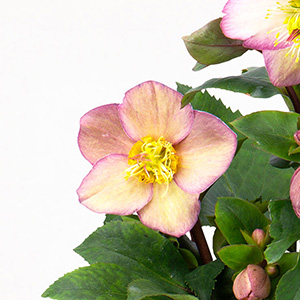 咲き進むと花の白い部分がグリーンを帯びてきます。