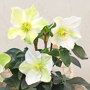 花のアップ画像です。花が咲き進むについて、グリーンを帯びシックな印象になります。