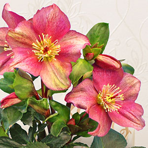 花のアップ画像です。