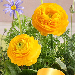 ラナンキュラスは幾重にも重なる花びらがボリューム感たっぷりで、華やかな印象です。