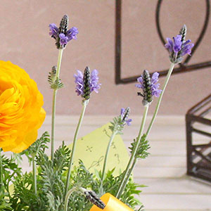 爽やかな香りの「レースラベンダー」。