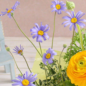 可憐なブルーデージー。葉は白の斑が入り明るく軽やかな印象です。