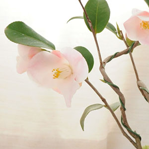 上品なピンク色の花です。