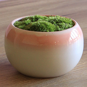 花色に合わせた上品な陶器鉢でお届けします。