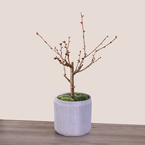 お届け時期により、つぼみの膨らみ具合が異なります。開花は3月下旬以降になります。