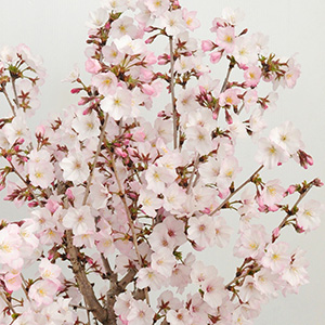 ほんのり淡紅色の美しい桜です。