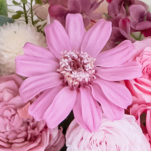 「幸福」の花言葉を持つジニアは、心のこもったギフトにぴったりのお花です。