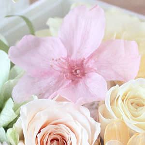 季節感じる可憐な桜。生花をそのままプリザーブド加工した繊細な表情をお楽しみください。