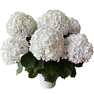 満開時の花のイメージです。