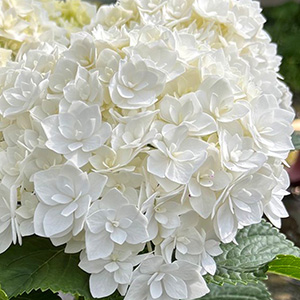 満開時の花のイメージです。透明感のある純白の八重咲きアジサイです。