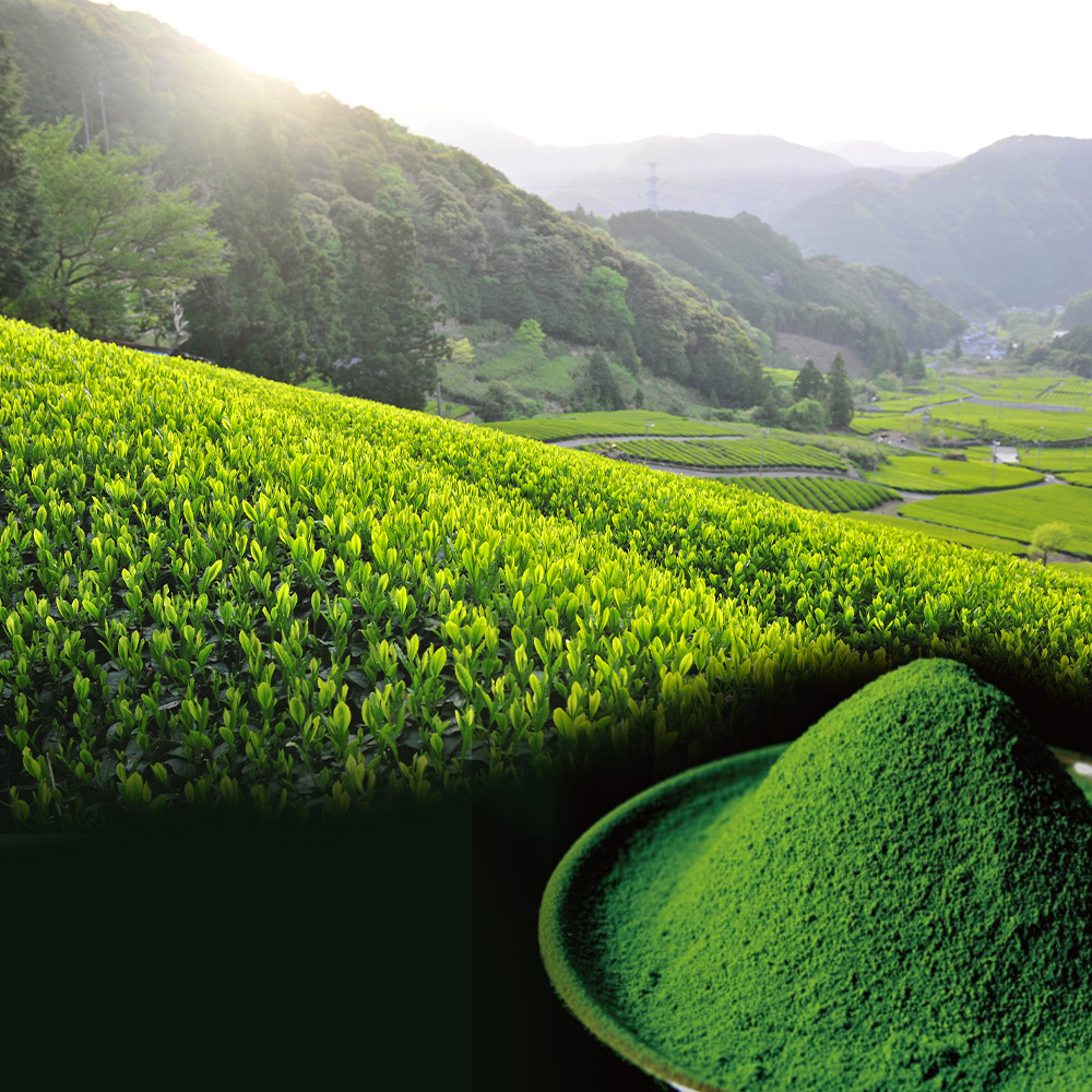 自然豊かな天竜川伏流水の湧水で作られる茶そばは、こだわりの静岡県産抹茶と山芋を入れ作られています。