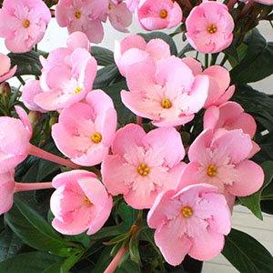 外側の桜色と中心の白の組み合わせがとっても可愛らしいです。