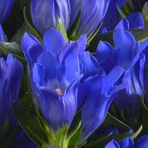 開花した花弁の深い青色に、乳白色のおしべ、めしべが映え、まるで星空のような美しさです。