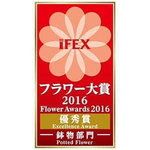 『第13回国際フラワーEXPO フラワー大賞2016』優秀賞を受賞した評価の高い品種です。