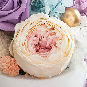 幾重にも重なる花弁が美しいクラシックローズ。中心ほど色が濃くなるグラデーションカラーです。