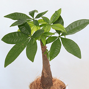 寒い場所に強く、日陰でも育てることができて、観葉植物の中では乾燥にも強く、オールマイティーな観葉植物です。