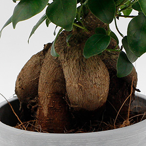 樹形は個体差があります。個性的なフォルムに癒されます。