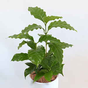 艶々の葉が全体的に茂り、ボリューム感があります。