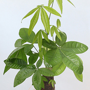 寒い場所に強く、日陰でも育てることができて、観葉植物の中では乾燥にも強く、オールマイティーな観葉植物です。