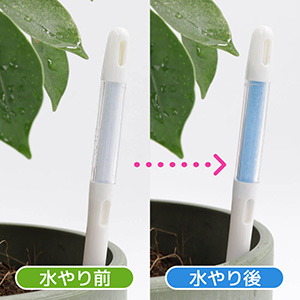 鉢にさしておくと、色の変化で水やりのタイミングを教えてくれる水分計「サスティー」付きでお届けします。