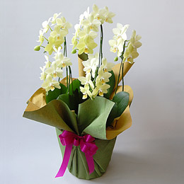 �~�f�B�Ӓ������C�G���[��