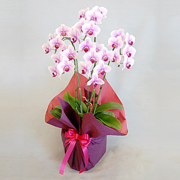 �~�f�B�Ӓ������Z�~�A���o��