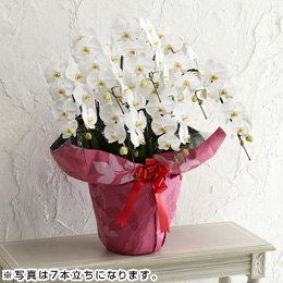 �唫�Ӓ���������10�{����