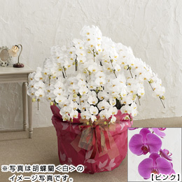 �唫�Ӓ������s���N��20�{����