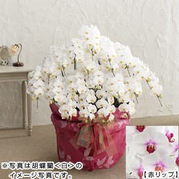 �唫�Ӓ������ԃ��b�v��20�{����