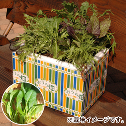 おうち畑「ほうれん草」
