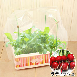 おうち畑温室「ラディッシュ」
