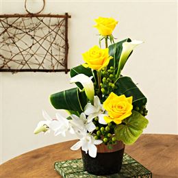 ���̓� �A�����W�����g�u�_���f�B�E�n�[�g�v