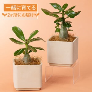 観葉植物「一緒に育てるアデニウム」