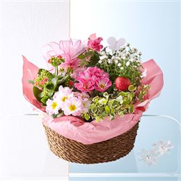 �񂹔��u�X�C�[�g�E�n�[���j�[�v
