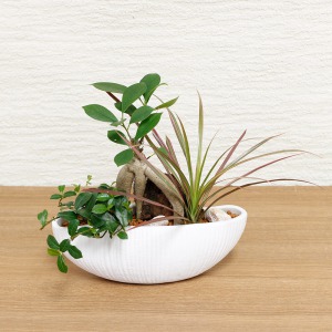 寄せ植え「ハピネス・グリーン」