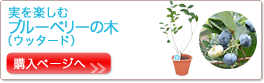 �u���[�x���[�̖؁i�E�b�^�[�h�j�w���y�[�W��