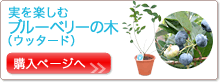 �����y���� �u���[�x���[�̖� �i�E�b�^�[�h�j�w���y�[�W��