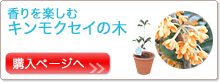 ������y���� �L�����N�Z�C�̖� �w���y�[�W��