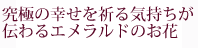 ���ɂ̍K�����F��C�������`���G�������h�̂���