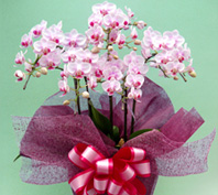 �t�����[�M�t�g ����23�擖���o�C�N�ց@�~�f�B�Ӓ����`�s���N�`