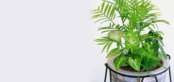 鉢植え見出し背景画像