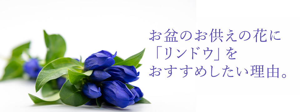 お盆のお供えの花に「リンドウ」をおすすめしたい理由