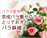 �o���̐��n �����o�����Z���N�g �o���̉Ԕ��A��