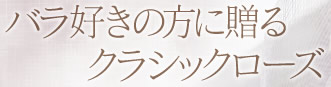 バラ好きの方に贈るクラシックローズ