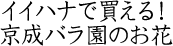 �C�C�n�i�Ŕ�����I �����o�����̂���
