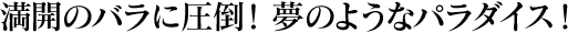 ���J�̃o���Ɉ��|�I���̂悤�ȃp���_�C�X�I